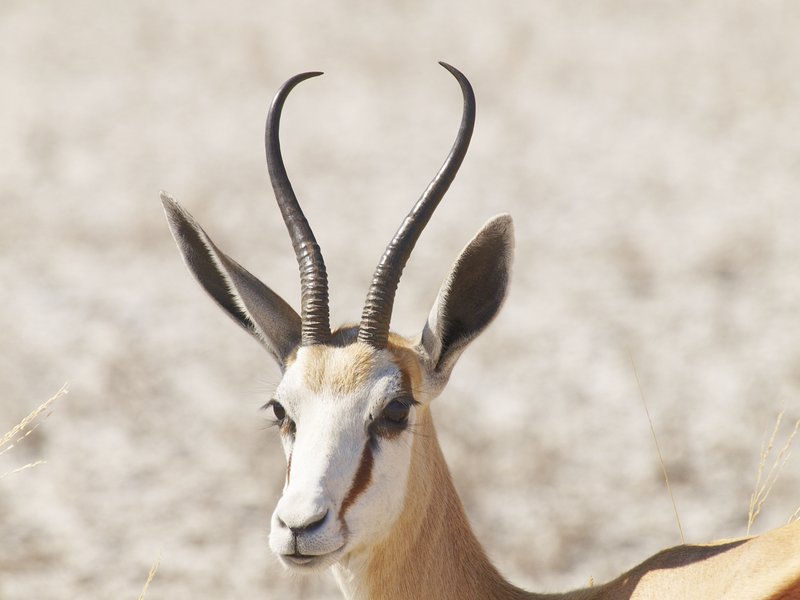 Etosha National Park, Springbok